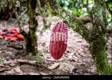 Aus nächster Nähe sehen Sie die farbenfrohe rohe Kakaobohne, die in einer Kakaoplantage in Ecuador vom Baum hängt. Stockfoto