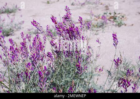 Fliederblumen auf den Sanddünen. Blumenecke für die Ankündigung. Blütenhintergründe. Stockfoto