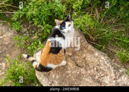 Eine Katze mit Heterochromie (Augen verschiedener Farben) hat auch eine Mischung aus Ingwer, schwarzem und weißem Fell Stockfoto