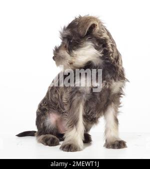 Miniaturschnauzer, Salz- und Pfeffermantel, 8 Wochen alt Miniaturschnauzer, Salz- und Pfeffermantel, 8 Wochen alt Stockfoto