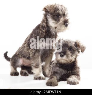 Miniaturschnauzer, Salz- und Pfeffermantel, 8 Wochen alt Miniaturschnauzer, Salz- und Pfeffermantel, 8 Wochen alt Stockfoto