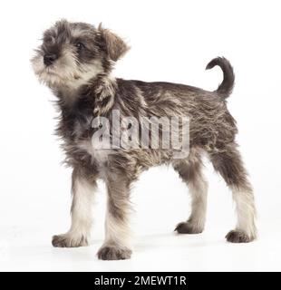 Miniaturschnauzer, Salz- und Pfeffermantel, 8 Wochen alt Miniaturschnauzer, Salz- und Pfeffermantel, 8 Wochen alt Stockfoto