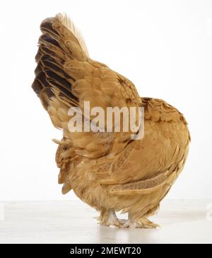 Henne, Buff Orpington Pekin Bantoms, Mutter, 1 Jahre alt Hen, Buff Orpington Pekin Bantoms, Mutter, 1 Jahre alt Stockfoto