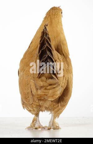 Henne, Buff Orpington Pekin Bantoms, Mutter, 1 Jahre alt Hen, Buff Orpington Pekin Bantoms, Mutter, 1 Jahre alt Stockfoto