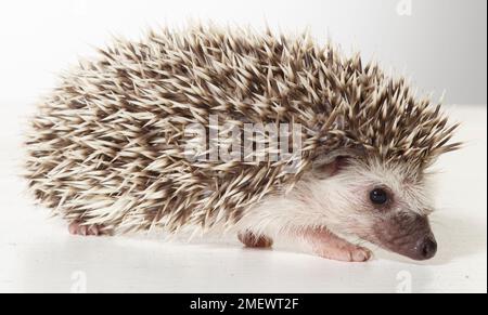 Südafrikanischer Igel, Babys (3-4 Wochen alt) Stockfoto