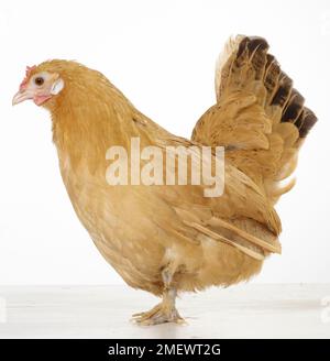 Henne, Buff Orpington Pekin Bantoms, Mutter, 1 Jahre alt Hen, Buff Orpington Pekin Bantoms, Mutter, 1 Jahre alt Stockfoto