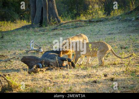 2 Löwen (Panthera leo), die sich von einem Cape Buffalo-Kadaver ernähren. Bwabwata-Nationalpark, Namibia Stockfoto