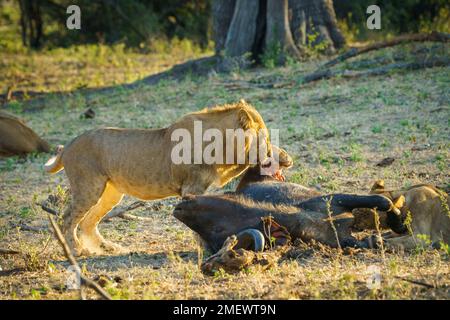 Der Löwe (Panthera leo) ernährt sich von einem toten Cape Buffalo-Kadaver. Bwabwata-Nationalpark, Namibia Stockfoto