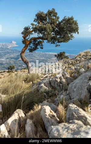 Ein windgepeitschter Baum in der Nähe des Gipfels von Ponotx/Ponoig mit dem mittelmeer im Hintergrund sichtbar Stockfoto