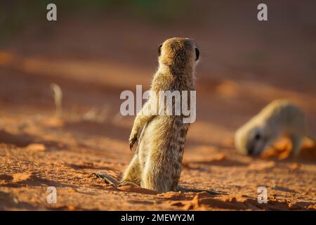 Erdmännchen-Baby (Suricata suricatta) sitzt aufrecht und schaut auf kleine Erdmännchen-Babys, die nach Nahrung graben. Kalahari-Wüste, Südafrika Stockfoto