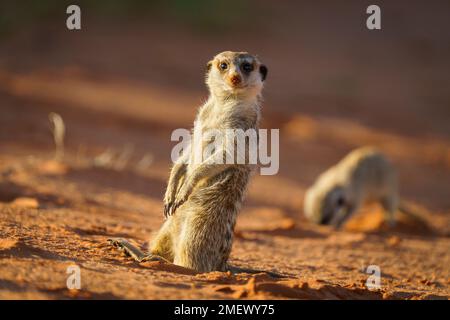 Erdmännchen (Suricata suricatta) sitzt aufrecht und schaut in die Kamera. Hinter der Erdmännchen-Bucht, um nach Essen zu graben. Kalahari-Wüste, Südafrika Stockfoto