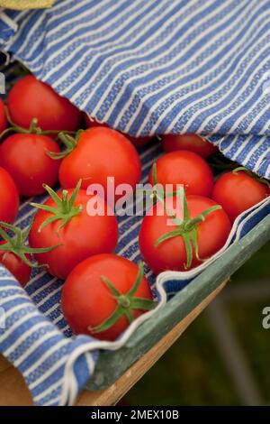 Weintomaten auf dem Display Stockfoto