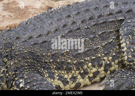 siameskrokodil crocodylus siamensis Stockfoto