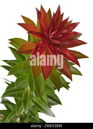 Pieris formosa var. Forrestii „Wakehurst“ Junges immergrünes Laub, das rot beginnt und allmählich grün wird Stockfoto