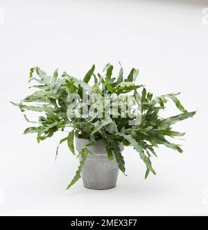 Phlebodium aureum (blauer Sternfarn) Stockfoto