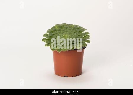 Aeonium tabuliforme Stockfoto