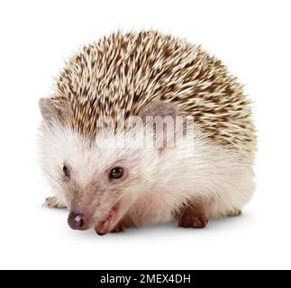 Südafrikanischer Igel, Erwachsener Stockfoto