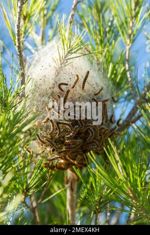 Nahaufnahme des Nestes der Raupe des Pinienprozessionärs mit Raupen, die außen herumkriechen Stockfoto