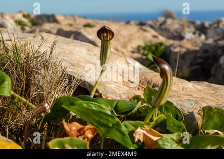 Arisarum vulgare, gebräuchlicher Name der Mönchshaube oder larus, ist ein krautiger, mehrjähriger, Stockfoto