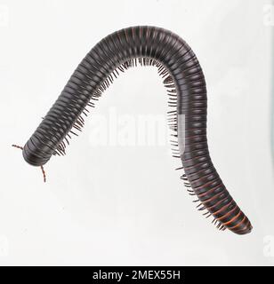 Afrikanischer Riesenmillipede, Archispirostreptus gigas, Draufsicht Stockfoto