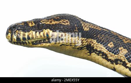 Teppichpython, Morelia Spilota Stockfoto