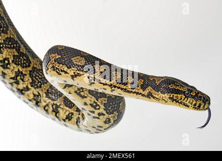 Teppichpython, Morelia Spilota Stockfoto