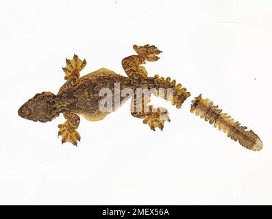 Fliegender Gecko, Ptychozoon Kuhli, mit autotomiertem Schwanz Stockfoto