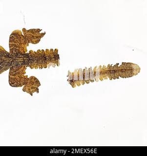 Fliegender Gecko, Ptychozoon Kuhli, autotomierter Schwanz Stockfoto