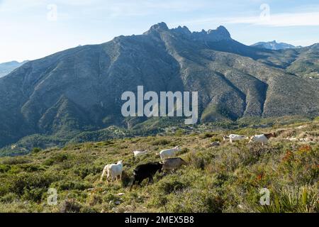 Blick auf die Serra de Bèrnia i Ferrer Gebirgskette von Serra d'Oltà in der Nähe von Calpe, Spanien Stockfoto