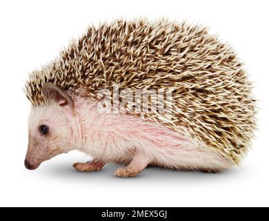 Südafrikanischer Igel, Erwachsener Stockfoto