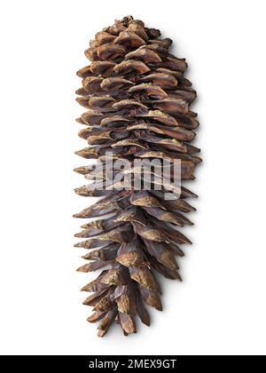 Pinus lambertiana (Zuckerkiefer) Weibchen öffnen Stockfoto