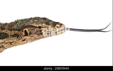 Wasserwächter, Varanus-Salvator Stockfoto