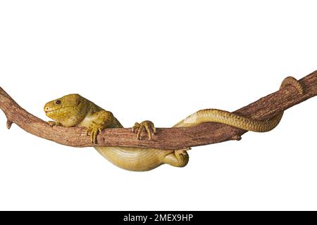 Salomonen Skink, Corucia zebrata Stockfoto