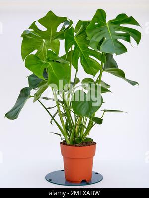 Schweizer Käsewerk Monstera Deliciosa Stockfoto