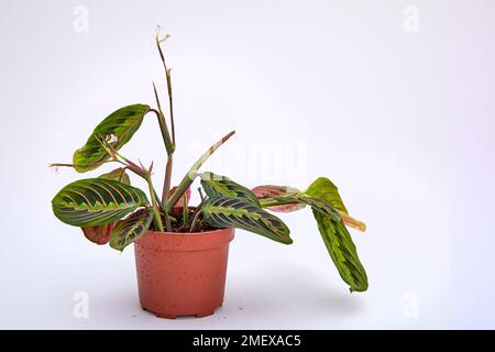 Maranta Leuconeura Gebetswerk Stockfoto