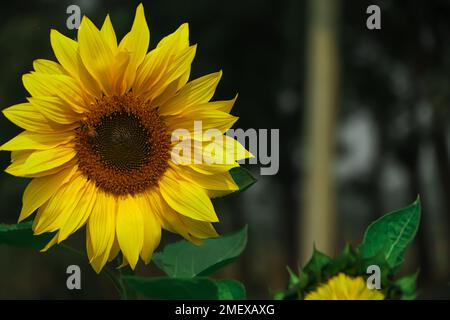 Glänzende gelbe Sonnenblumen im üppigen Plantagenfeld vor blauem, leuchtenden Himmelshintergrund, Bangladesch Stockfoto