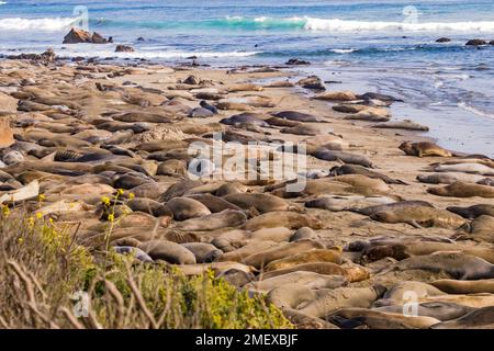 Die Elefantenkolonie am Aussichtspunkt Elephant Seal Vista Point in der Nähe von San Simeon am Highway Nr. 1, Kalifornien, USA West Stockfoto