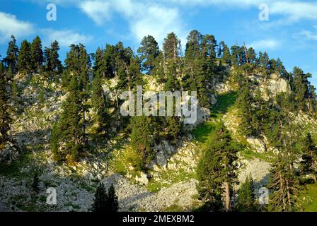 Kiefer (Pinus mugo subsp. Uncinata oder Pinus uncinata) im Larra-Karst. Pyrenäen. Navarra. Spanien Stockfoto