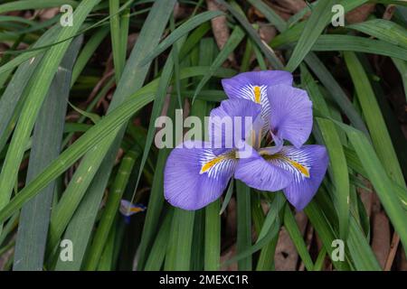 Blick aus der Nähe auf die frische violette und gelbe Blume der im Garten blühenden Iris unguicularis Stockfoto