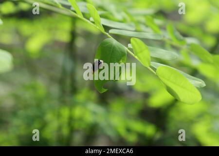 Die Nahaufnahme eines Käfers (Aulacophora Nigripennis) mit einem schwarzen Exoskelett und einem orangefarbenen Brustkorb befindet sich auf einem abgewinkelten Blatt eines Wildblattes Stockfoto