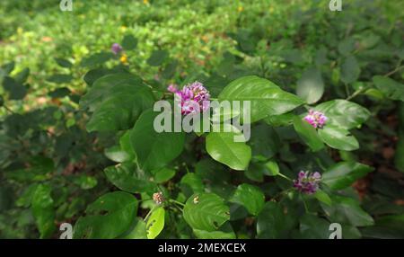 Eine wunderschöne violette, winzige Blumengruppe und Blätter einer bodennahen Wildpflanze in Sri Lanka in einem wilden Gebiet Stockfoto