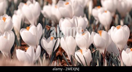 Weiße Krokusse, Hintergrund mit Frühlingsblumen Stockfoto
