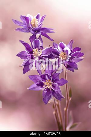 Makroblumen Aquilegia vulgaris. Kolumbinenrosa, violette Blumen. Frühlingsblumen. Blumenhintergrund. Blumenmotiv Stockfoto