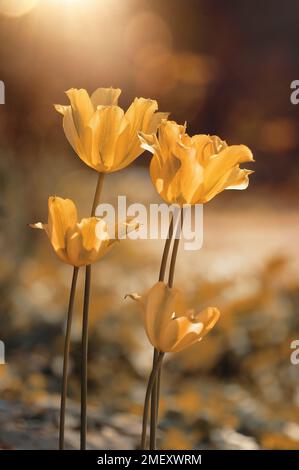 Gelbe Tulpen auf einem leicht verschwommenen Hintergrund. Frühlingsblumen. Makroblumen. Blume der Schließung. Blumenmotiv. Naturhintergrund Stockfoto