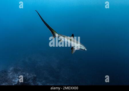 Pelagischer Fuchshai, Alopias pelagicus, Big Brother Island, Brother Islands, El Ikhwa Islands, Ägypten, Rotes Meer, Indischer Ozean Stockfoto