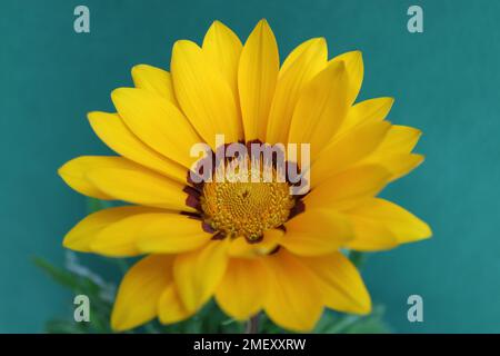 Gelbes Gazania mit zarten Blütenblättern und gelb-orangefarbenen Bühnen, farbenfrohes Gazania mit Blättern auf grünem Hintergrund, blühende Sommerblumen Makro, Blume Stockfoto