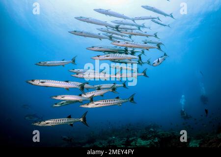 blackfin barracuda, Sphyraena qenie, Schulbildung, Ambon, Maluku, Indonesien, Banda-Meer, Indo-Pazifik-Ozean Stockfoto