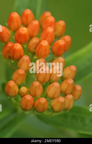 Farbenfrohes vertikales Nahaufnahmen auf ungeöffneten Orangenblumen des nordamerikanischen Schmetterlings-Milchkraut Asclepias tuberosa Stockfoto