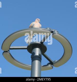 Eine Taube, die auf der Straßenlaterne sitzt Stockfoto