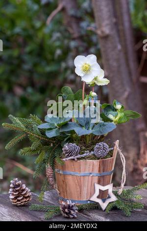 helleborus niger im Holztopf im Garten Stockfoto